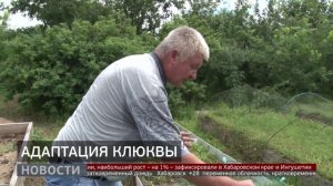 Губерния. Морозостойкая клюква