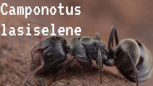 Распоковка Camponotus Lasiselene