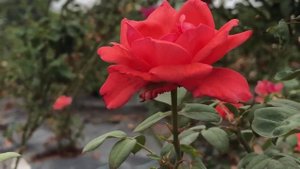 ФУТАЖ Цветы