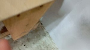 следим за котом
