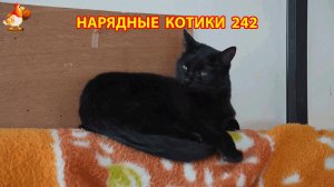Нарядные Котики расслабляются на солнышке 🌞 🐈🐈🐈 (242)