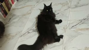 Мейн-кун кошка 1