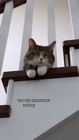 Любит ли вас ваша кошка_