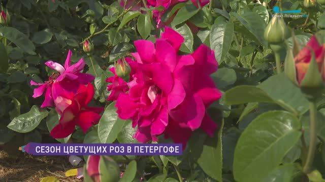 В Петергофе - сезон цветения роз
