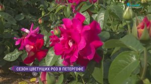 В Петергофе - сезон цветения роз