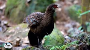 Хайнаньский павлиний фазан Polyplectron katsumatae