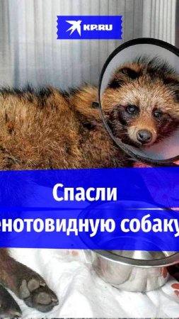 Енотовидную собаку отбили у стаи псов и спасли в Северной Осетии