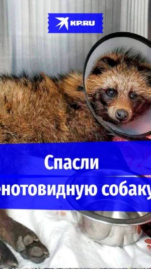 Енотовидную собаку отбили у стаи псов и спасли в Северной Осетии