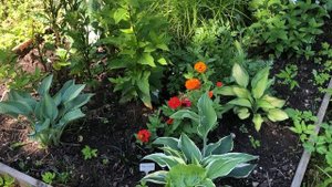 Моя коллекция гортензий. Середина июля 2025. Часть 3