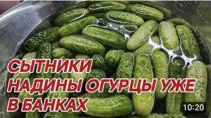 САМВЕЛ АДАМЯН, СЫТНИКИ, НАДИНЫ ОГУРЦЫ УЖЕ В БАНКАХ!