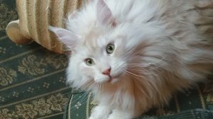 Хочу гулять! (смотрите со звуком!)