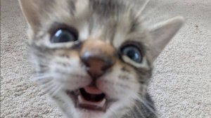 Ловкие лапки — комичные моменты котов, которые невозможно пропустить 🐱😂