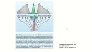 ФИЗИОЛОГИЯ ПЕРИФЕРИЧЕСКОГО ЗРИТЕЛЬНОГО АНАЛИЗАТОРА