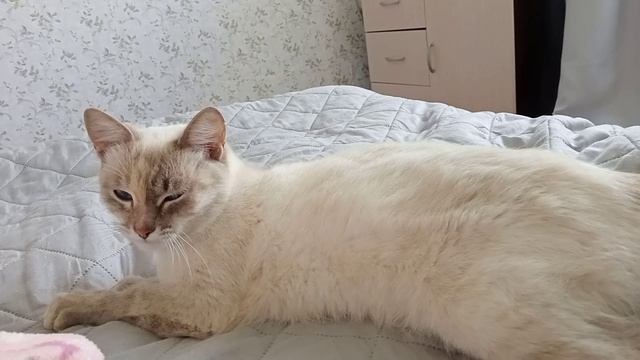 ЖИЗНЬ В ДЕРЕВНЕВИДЕО ПРИВЕТ