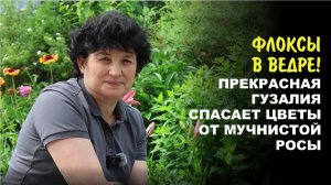Цветочный SOS: Прекрасная Гузалия показывает, как спасти флоксы!