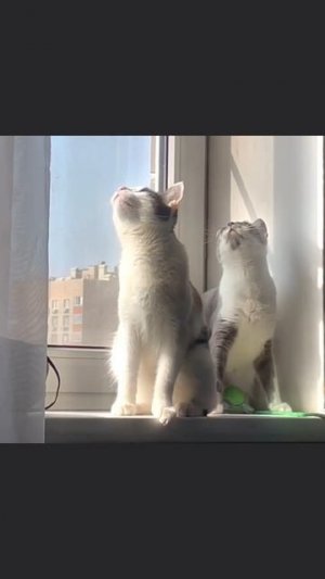 #котики #прикол #лето