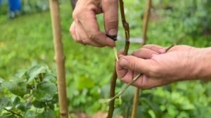 окулировка яблони - прививка летом