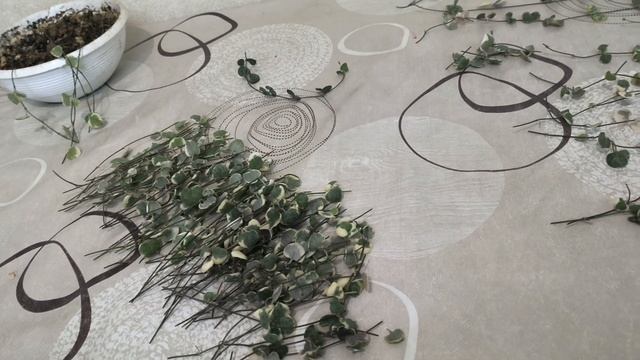 омолаживаю церопегию