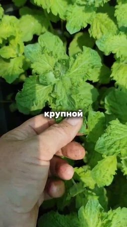 Да, это мята