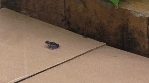 Дожди, дожди, дожди... Уже завелись лягушки!