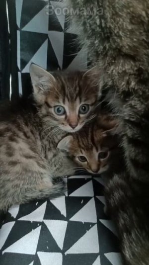 В Судже маленькие котята укрывались в бидоне