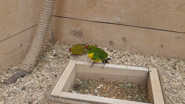 Обзор различных видов попугаев. смотреть онлайн