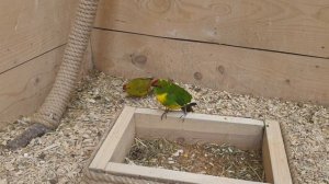 Обзор различных видов попугаев.