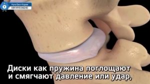 Позвоночник-опора жизни
