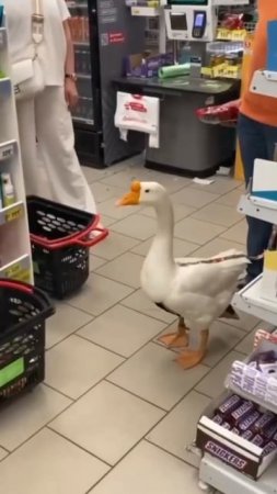 В одном из питерских магазинов продуктов был замечен гусь.

Как вам такой посетитель?