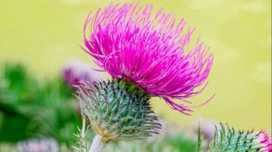 Очаровательные СТРЕЛЬЦЫ 🌺🎀☘ Ваш таро-прогноз на август 2025 год. ✨✨✨