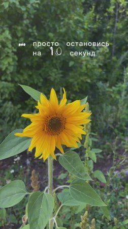 Звуки природы🌿 10 секунд спокойствия