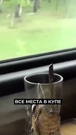 📍Как собрать питомца в отпуск: инструкция по применению