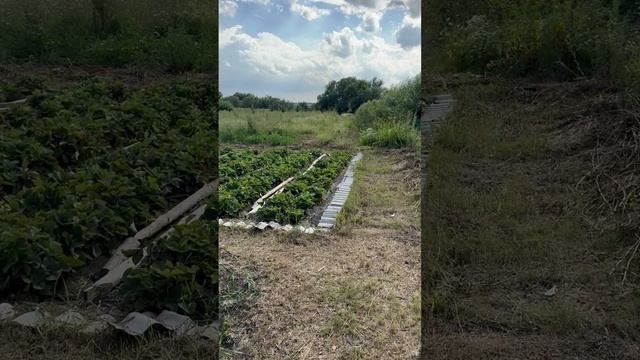 Райский уголок в Русаново