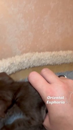 * Ja Oriental Euphoria, female, osh b, 13.06.2025