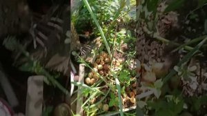 Обход территории 🌺 Сбор урожая 😁🥒