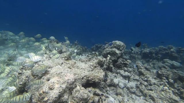 Maldives