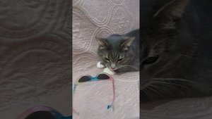 котик в школе.