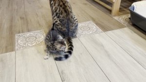 Котята бенгальской кошки 2