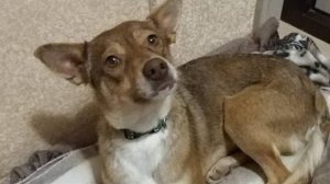 Наташа приютила Лису