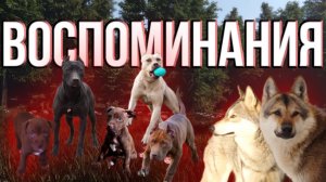 Воспоминания | Dragon Life