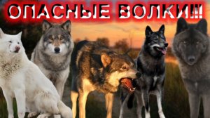 САМЫЕ ОПАСНЫЕ ВОЛКИ ТОЛЬКО У АНДРЕЯ!!!! Black Canadian Wolf