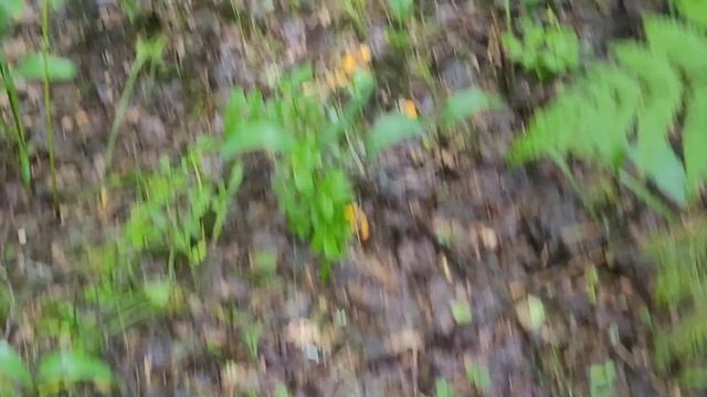 Первые грибы