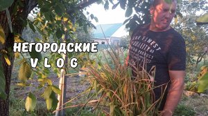 Огород превращается в пустыню. Жаркий вечер и душ у  НУТРИЙ. 15.07.25
