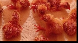 Новый домашний брудер из коробки для перепелят.