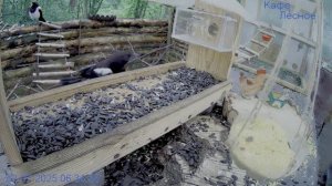 Птенцы сороки налетели в ожидании  чтобы их покормили