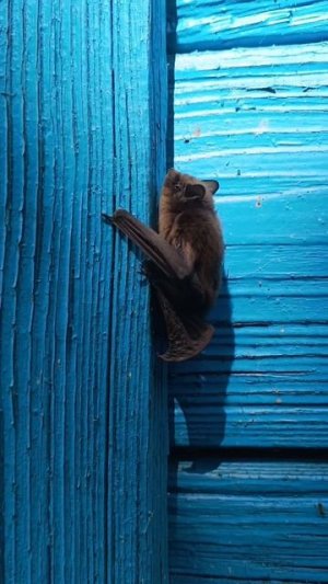 ВНИМАНИЕ! СЕНСАЦИЯ! мыши летают