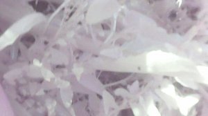 Измерение и съём очередного кабачка "Цукеша" (30см)