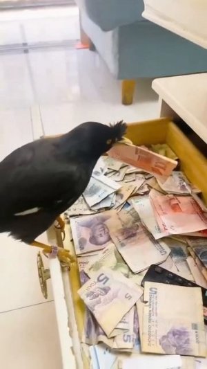 Друзья,кто хочет такую птичку ? 🕊️😘❤️🤩👌👏