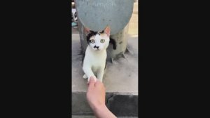 Смешные Коты #31