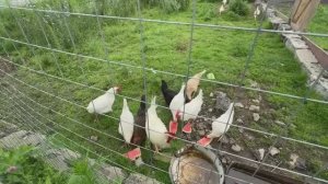 Усиливаем стены в новом доме. Наводим порядок на террасе. Стройка продолжается. Жизнь в деревне.